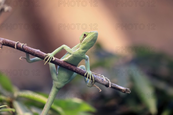 Eastern crowned basilisk (Laemanctus longipes), adult, perch, vigilant, foraging, Central America, captive