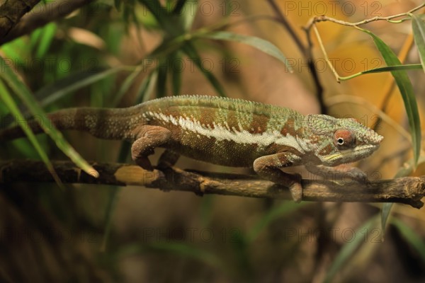 Panther chameleon, (Furcifer pardalis), adult, female, foraging, camouflage, vigilant, Madagascar
