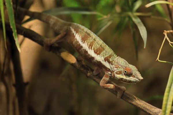 Panther chameleon, (Furcifer pardalis), adult, female, foraging, camouflage, vigilant, Madagascar