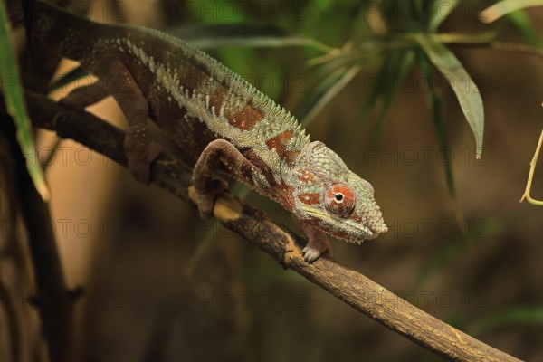 Panther chameleon, (Furcifer pardalis), adult, female, foraging, camouflage, vigilant, Madagascar
