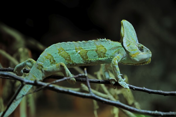 Yemen chameleon (Chamaeleo calyptratus), adult, male, on tree, foraging, Arabian Peninsula, Asia, captive