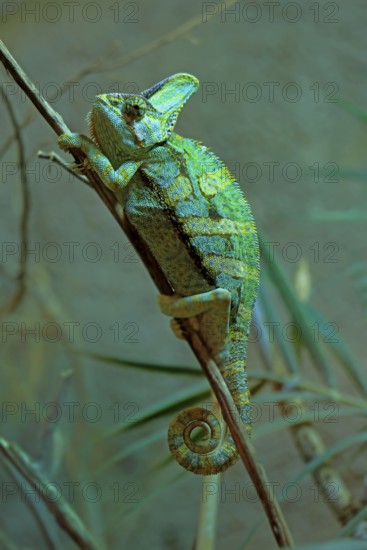 Yemen chameleon (Chamaeleo calyptratus), adult, male, on tree, foraging, Arabian Peninsula, Asia, captive