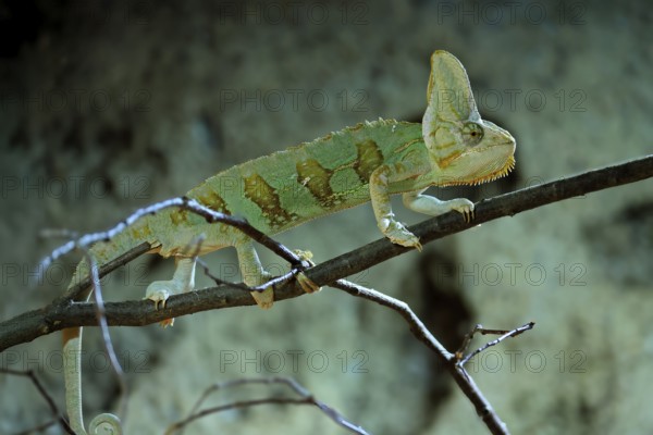 Yemen chameleon (Chamaeleo calyptratus), adult, male, on tree, foraging, Arabian Peninsula, Asia, captive