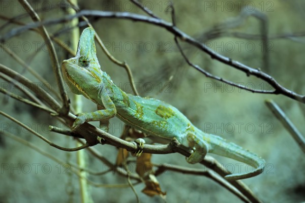 Yemen chameleon (Chamaeleo calyptratus), adult, male, on tree, foraging, Arabian Peninsula, Asia, captive