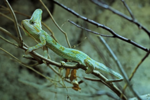 Yemen chameleon (Chamaeleo calyptratus), adult, male, on tree, foraging, Arabian Peninsula, Asia, captive
