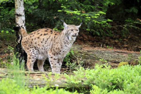 Carpathian lynx (Lynx lynx carpathicus), adult, vigilant, foraging, Bavarian Forest, Bavaria, Germany, Europe, captive