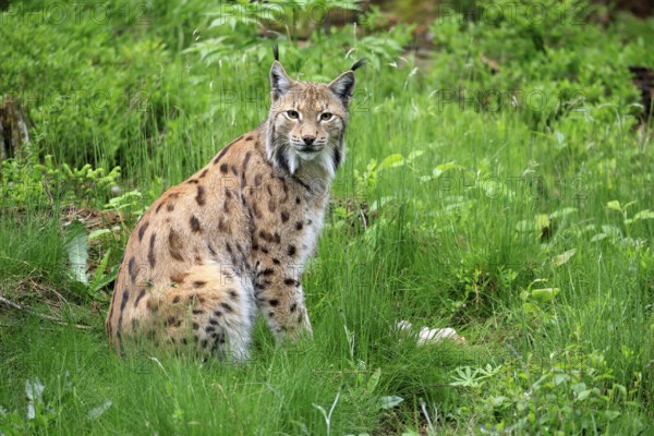 Carpathian lynx (Lynx lynx carpathicus), adult, alert, sitting, Bavarian Forest, Bavaria, Germany, Europe, captive