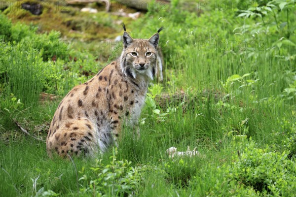 Carpathian lynx (Lynx lynx carpathicus), adult, alert, sitting, Bavarian Forest, Bavaria, Germany, Europe, captive