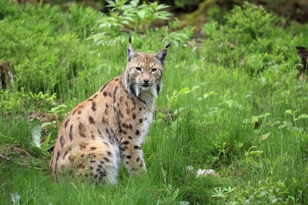 Carpathian lynx (Lynx lynx carpathicus), adult, alert, sitting, Bavarian Forest, Bavaria, Germany, Europe, captive