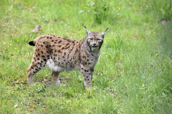 Carpathian lynx (Lynx lynx carpathicus), adult, vigilant, foraging, Bavarian Forest, Bavaria, Germany, Europe, captive