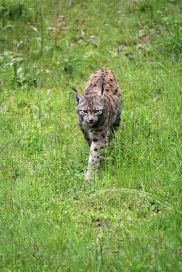 Carpathian lynx (Lynx lynx carpathicus), adult, stalking, foraging, vigilant, Bavarian Forest, Bavaria, Germany, Europe, captive
