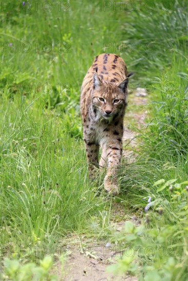 Carpathian lynx (Lynx lynx carpathicus), adult, stalking, foraging, vigilant, Bavarian Forest, Bavaria, Germany, Europe, captive