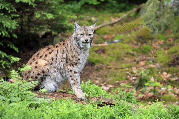 Carpathian lynx (Lynx lynx carpathicus), adult, alert, sitting, Bavarian Forest, Bavaria, Germany, Europe, captive