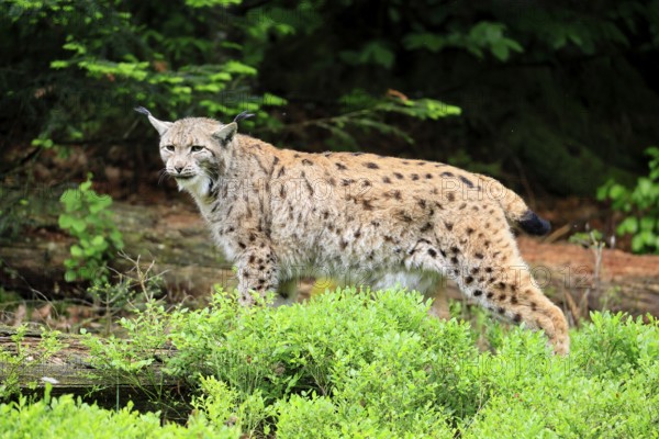 Carpathian lynx (Lynx lynx carpathicus), adult, vigilant, foraging, Bavarian Forest, Bavaria, Germany, Europe, captive