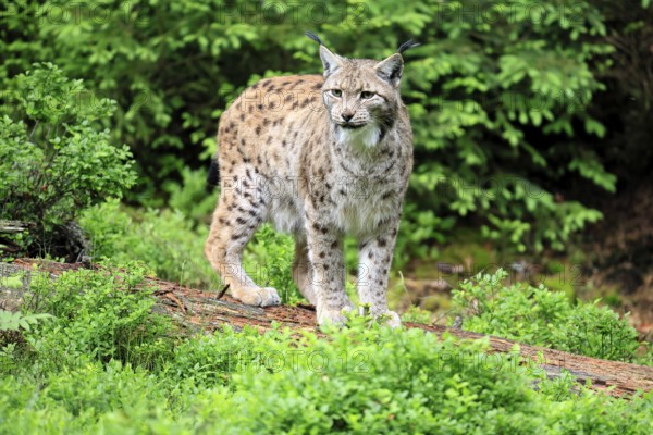 Carpathian lynx (Lynx lynx carpathicus), adult, vigilant, foraging, Bavarian Forest, Bavaria, Germany, Europe, captive