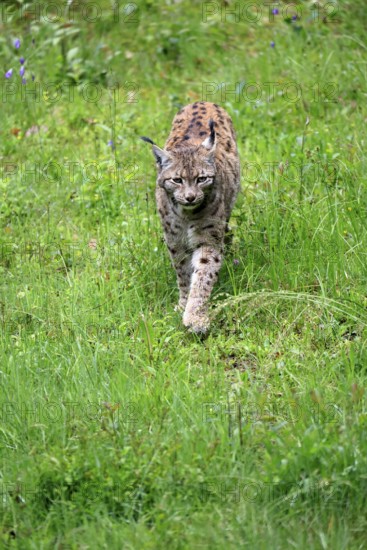 Carpathian lynx (Lynx lynx carpathicus), adult, stalking, foraging, vigilant, Bavarian Forest, Bavaria, Germany, Europe, captive