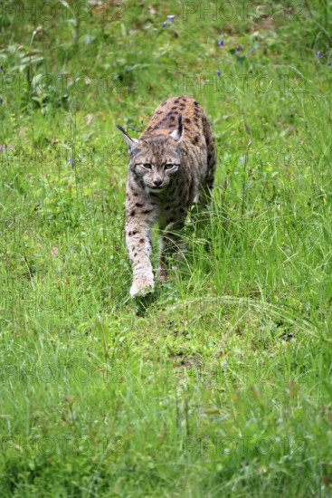 Carpathian lynx (Lynx lynx carpathicus), adult, stalking, foraging, vigilant, Bavarian Forest, Bavaria, Germany, Europe, captive