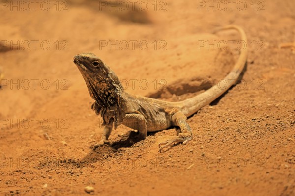 Ruffed lizard (Chlamydosaurus kingii), adult, foraging, Australia, captive