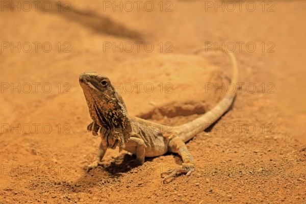 Ruffed lizard (Chlamydosaurus kingii), adult, foraging, Australia, captive