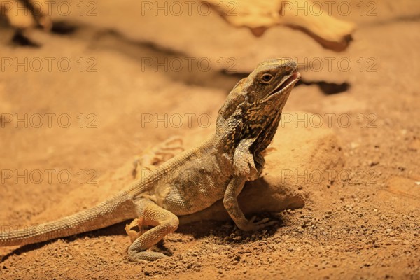 Ruffed lizard (Chlamydosaurus kingii), adult, foraging, Australia, captive
