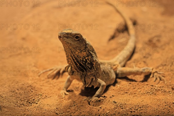 Ruffed lizard (Chlamydosaurus kingii), adult, foraging, Australia, captive