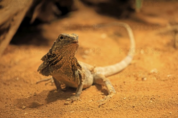 Ruffed lizard (Chlamydosaurus kingii), adult, foraging, Australia, captive
