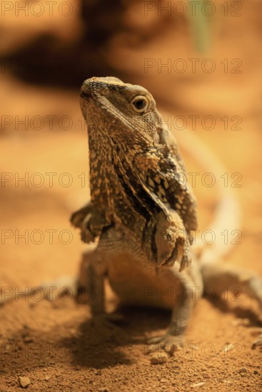 Ruffed lizard (Chlamydosaurus kingii), adult, foraging, Australia, captive