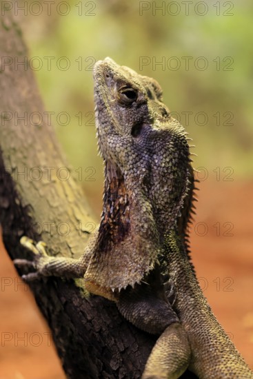Ruffed lizard (Chlamydosaurus kingii), adult, foraging, on tree, portrait, Australia, captive