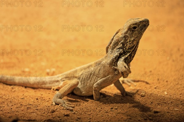 Ruffed lizard (Chlamydosaurus kingii), adult, foraging, Australia, captive