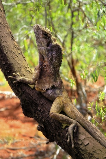 Ruffed lizard (Chlamydosaurus kingii), adult, foraging, on tree, Australia, captive