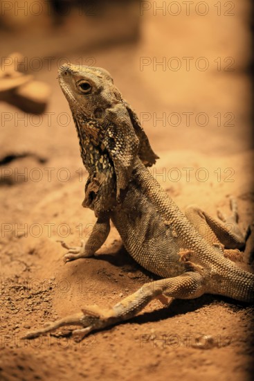 Ruffed lizard (Chlamydosaurus kingii), adult, foraging, Australia, captive