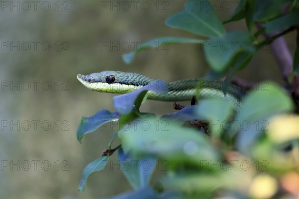 Long-nosed shrub snake (Philodryas baroni), adult, portrait, South America, captive