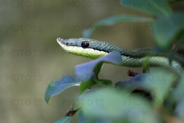 Long-nosed shrub snake (Philodryas baroni), adult, portrait, South America, captive