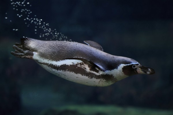 Humboldt Penguin (Spheniscus humboldti), Humboldt Penguin, adult, in the water, swimming, foraging, captive, Pacific coast, Chile, South America
