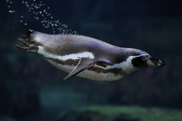 Humboldt Penguin (Spheniscus humboldti), Humboldt Penguin, adult, in the water, swimming, foraging, captive, Pacific coast, Chile, South America