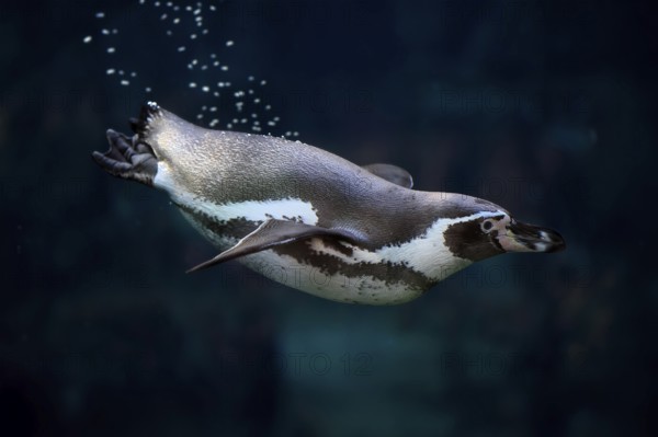 Humboldt Penguin (Spheniscus humboldti), Humboldt Penguin, adult, in the water, swimming, foraging, captive, Pacific coast, Chile, South America