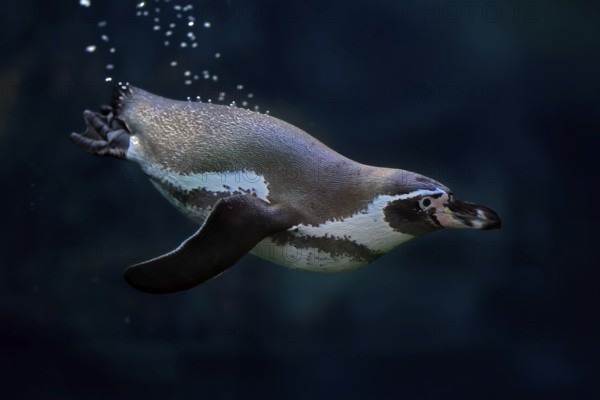 Humboldt Penguin (Spheniscus humboldti), Humboldt Penguin, adult, in the water, swimming, foraging, captive, Pacific coast, Chile, South America