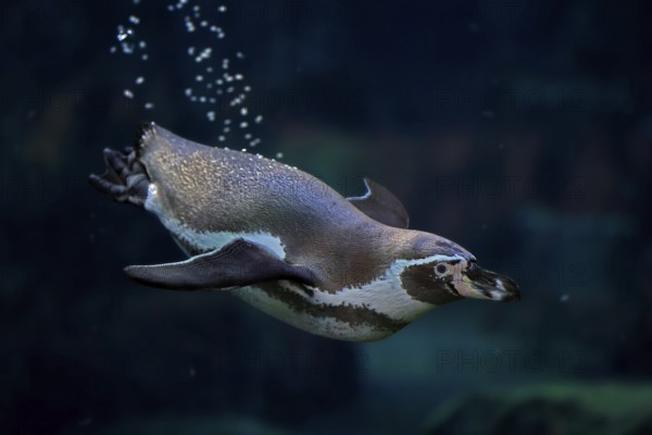 Humboldt Penguin (Spheniscus humboldti), Humboldt Penguin, adult, in the water, swimming, foraging, captive, Pacific coast, Chile, South America
