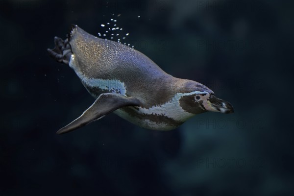 Humboldt Penguin (Spheniscus humboldti), Humboldt Penguin, adult, in the water, swimming, foraging, captive, Pacific coast, Chile, South America