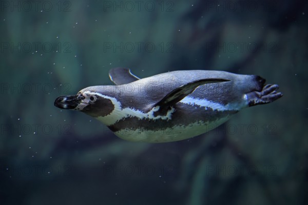 Humboldt Penguin (Spheniscus humboldti), Humboldt Penguin, adult, in the water, swimming, foraging, captive, Pacific coast, Chile, South America