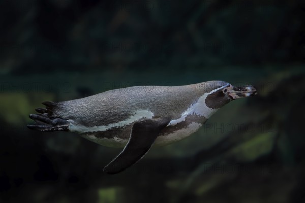 Humboldt Penguin (Spheniscus humboldti), Humboldt Penguin, adult, in the water, swimming, foraging, captive, Pacific coast, Chile, South America