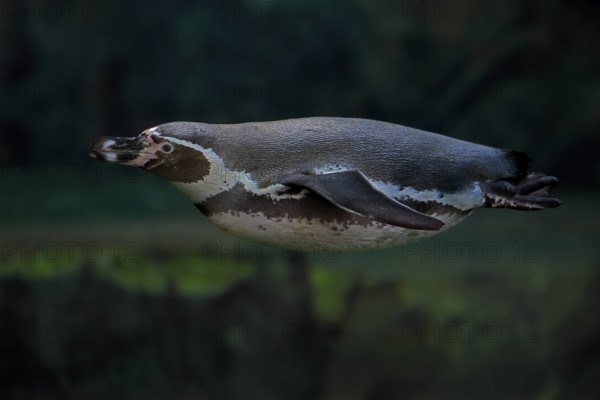 Humboldt Penguin (Spheniscus humboldti), Humboldt Penguin, adult, in the water, swimming, foraging, captive, Pacific coast, Chile, South America