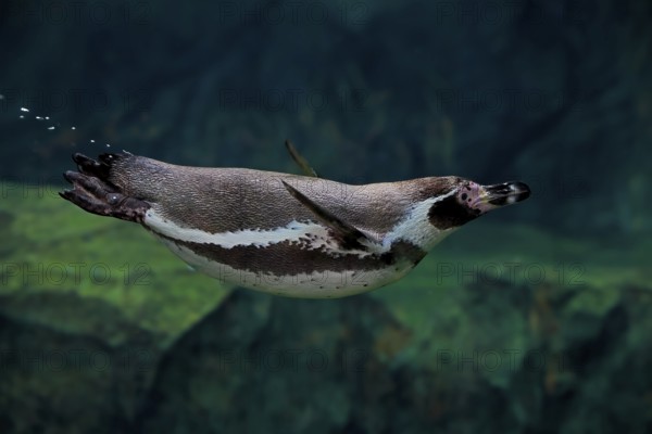 Humboldt Penguin (Spheniscus humboldti), Humboldt Penguin, adult, in the water, swimming, foraging, captive, Pacific coast, Chile, South America