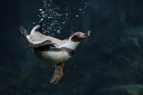 Humboldt Penguin (Spheniscus humboldti), Humboldt Penguin, adult, in the water, swimming, foraging, captive, Pacific coast, Chile, South America