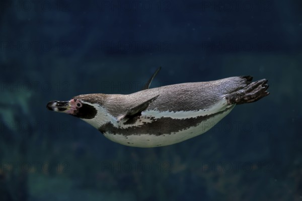 Humboldt Penguin (Spheniscus humboldti), Humboldt Penguin, adult, in the water, swimming, foraging, captive, Pacific coast, Chile, South America