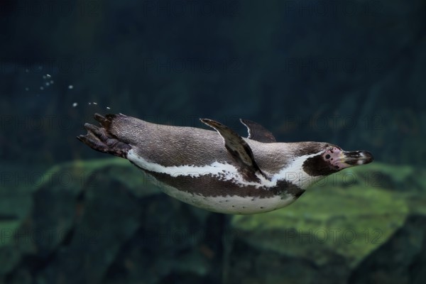 Humboldt Penguin (Spheniscus humboldti), Humboldt Penguin, adult, in the water, swimming, foraging, captive, Pacific coast, Chile, South America