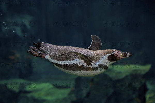 Humboldt Penguin (Spheniscus humboldti), Humboldt Penguin, adult, in the water, swimming, foraging, captive, Pacific coast, Chile, South America