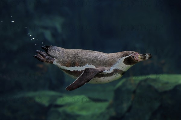 Humboldt Penguin (Spheniscus humboldti), Humboldt Penguin, adult, in the water, swimming, foraging, captive, Pacific coast, Chile, South America