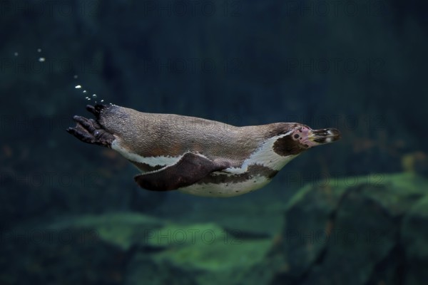 Humboldt Penguin (Spheniscus humboldti), Humboldt Penguin, adult, in the water, swimming, foraging, captive, Pacific coast, Chile, South America