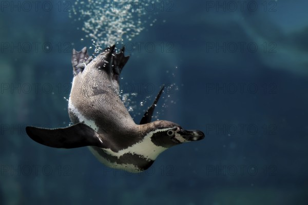 Humboldt Penguin (Spheniscus humboldti), Humboldt Penguin, adult, in the water, swimming, foraging, captive, Pacific coast, Chile, South America
